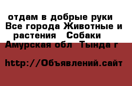 отдам в добрые руки - Все города Животные и растения » Собаки   . Амурская обл.,Тында г.